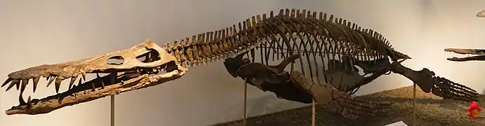 Squelette monté du grand pliosauridé Liopleurodon.