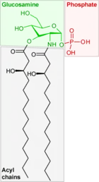 Saccharolipide précurseur du lipopolysaccharide.