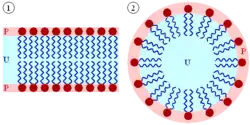 Structure d'un cristal liquide lyotrope de type eau/huile/surfactant