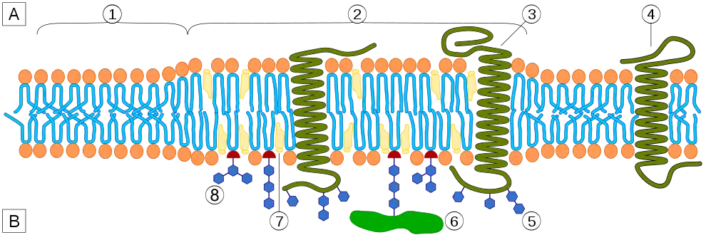 Membrane plasmique et structures protéiques : [A] cytosol ; [B] milieu extracellulaire ; (1) bicouche lipidique ; (2) radeau lipidique ; (3) radeau lipidique associé à des protéines transmembranaires ; (4) protéines transmembranaires ; (5) glycosylation de glycolipides et de glycoprotéines par modification post-traductionnelle ; (6) protéine à ancrage lipidique liée à une molécule de GPI ; (7) cholestérol ; (8) glycolipide.