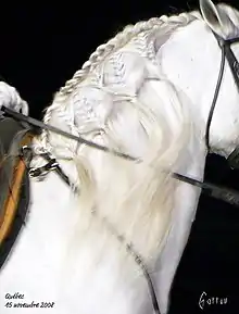 Vue de profil du cou d'un cheval blanc.