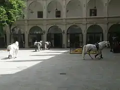 Des lippizans de l'École espagnole d'équitation dans la cour intérieure