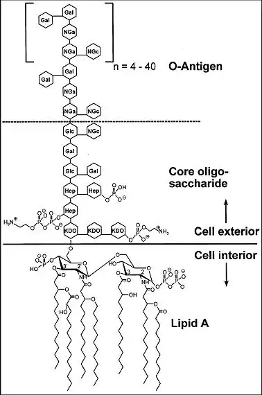 Structure moléculaire générale d’une endotoxine de E. coli O111:B4 (Hep) L-glycérol-D-manno-heptose; (Gal) galactose; (Glc) glucose; (KDO) acide 2-céto-3-déoxyoctonique; (NGa) N-acétyl-galactosamine; (NGc) N-acétyl-glucosamine.