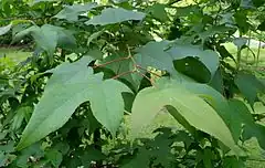 Description de l'image Liquidambar acalycina kz1.jpg.