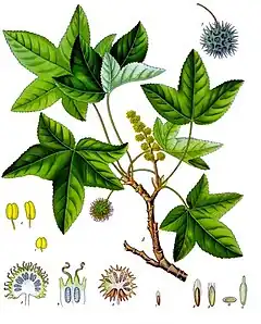Description de l'image Liquidambar_orientalis_-_Köhler–s_Medizinal-Pflanzen-089.jpg.