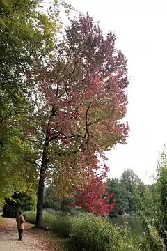 Description de l'image Liquidambar styraciflua - La Hulpe (1).JPG.