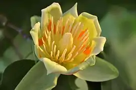 Fleur de tulipier de Virginie.