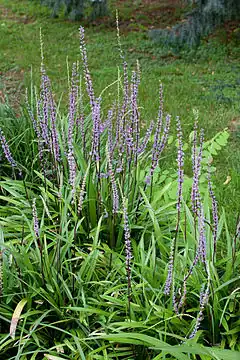 Liriope muscari