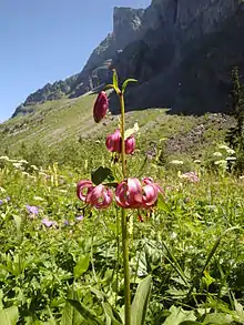 Lis martagon (Lisière des hêtraies en juillet).