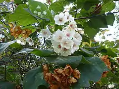 Fleurs blanches à cœur rosé, en bouquet, et fleurs roussies