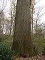 Un des plus gros et des plus vieux chênes de Charente.