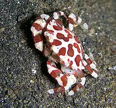 Description de l'image Lissocarcinus orbicularis - Harlequin Crab.jpg.