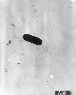 Description de l'image Listeria monocytogenes PHIL 2287 lores.jpg.