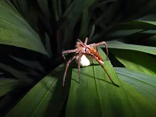 Pisaura mirabilis et son cocon