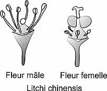 Fleur mâle et femelle(ovaire à 2 carpelles)