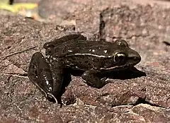 Description de l'image Lithobates neovolcanicus.jpg.