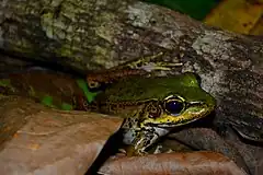 Description de l'image Lithobates palmipes.jpg.