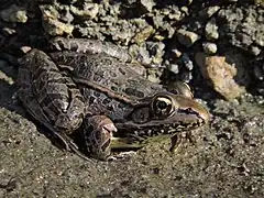 Description de l'image Lithobates spectabilis.jpg.