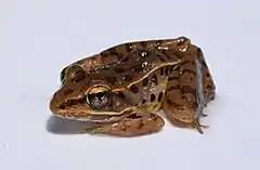 Description de l'image Lithobates sphenocephalus adult 1.jpg.