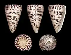 Conus leopardus