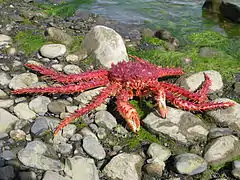Un « crabe royal » (Lithodes santolla), crustacé anomoure