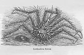 Lithodes ferox