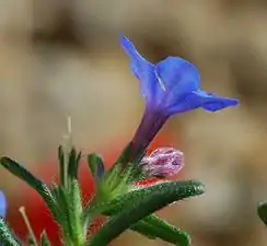 Photographie d'une fleur bleue vue de profil.