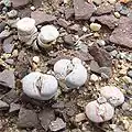 Aizoaceae : Lithops julii, feuilles succulentes.