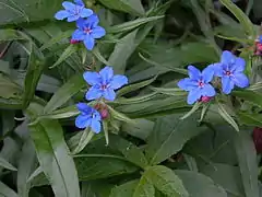 Grémil pourpre bleu