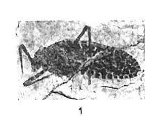Lithymnetes laurenti Nicolas Théobald holotype éch. C13 p. 113 pl. I - Insectes du Sannoisien de Célas (Gard).