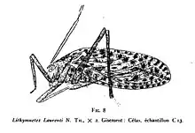 Lithymnetes Laurenti Nicolas Théobald holotype éch. C13 p. 113 pl. I - schéma - Insectes du Sannoisien de Célas (Gard).jpg