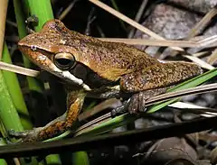 Description de l'image Litoria adelaidensis.JPG.