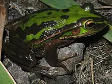 Grenouille vue de côté et de dessus, avec un dos vert brillant avec quelques marques sombres, et des pattes sombres.