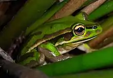 Grenouille vue de profil sur des tiges de roseaux.