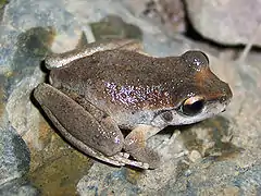 Description de l'image Litoria booroolongensis.jpg.