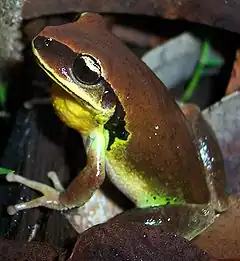 Description de l'image Litoria brevipalmata.JPG.