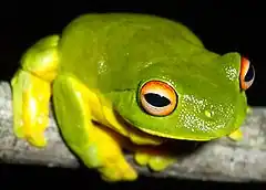 Description de l'image Litoria chloris.jpg.