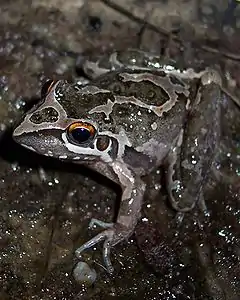 Description de l'image Litoria freycineti.JPG.