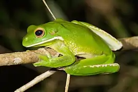 Litoria infrafrenata