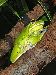 Description de l'image Litoria infrafrenata 01.JPG.