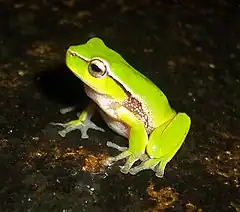 Description de l'image Litoria nudidigitus.jpg.