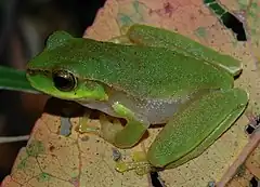 Description de l'image Litoria pearsoniana 1.JPG.