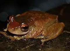 Description de l'image Litoria rheocola face.JPG.