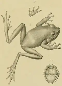Description de l'image Litoria vagabunda Peters Doria 1878.png.