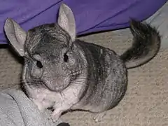 Chinchilla sp.