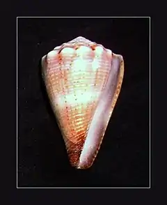 Description de l'image Little Cone - Conus biliosus parvulus.jpg.