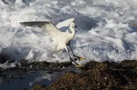 Une aigrette garzette s'envolant à l'arrivée d'une vague sur la plage de Salt Rock à Ballito, Afrique du sud