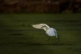 Une aigrette garzette en train de chasser sur le lac Taal aux Philippines. Février 2022.