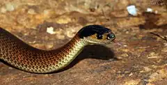 Description de l'image Little Whip Snake (Parasuta flagellum) (8653603177).jpg.