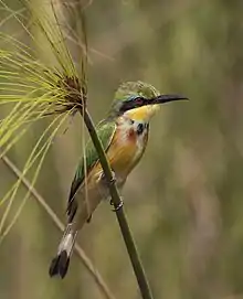 Petit oiseau perché sur une sorte de roseau, multicolore, attentif à son environnement.